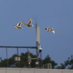 ФК 1948 - ЦСКА 1:0 — Никола Кирилов © всички права запазени