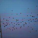 — Никола Кирилов © всички права запазени